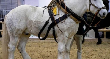 Charakteristika a vlastnosti chovu velkých tažných koní ruského plemene